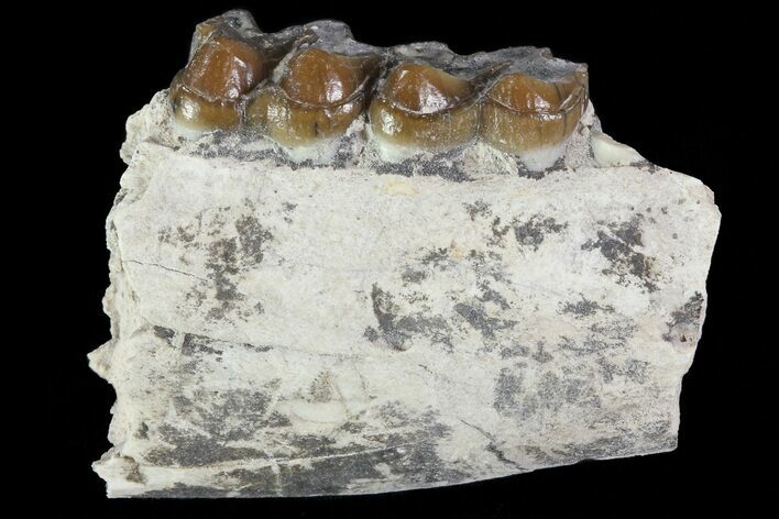 Oligocene Horse (Mesohippus) Jaw Section #81491